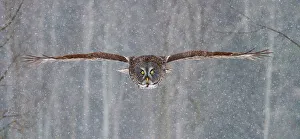 Images Dated 28th January 2013: Great Grey Owl flight
