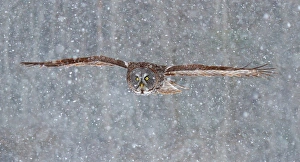 Images Dated 28th January 2013: Great grey owl flying through snow