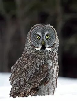 Images Dated 20th January 2013: Great Grey Owl Grounded