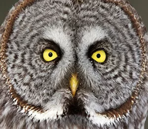Images Dated 1st October 2015: Great grey owl headshot