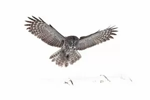 Images Dated 2nd February 2013: Great Grey owl landing