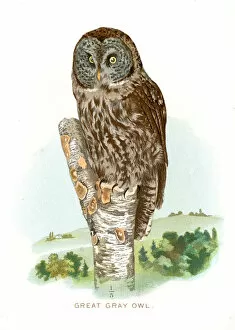 Great grey owl lithograph 1897