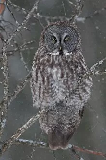 Images Dated 2nd February 2013: Great Grey Owl Perch