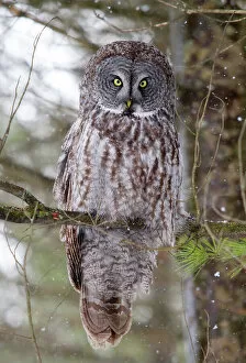 Great Grey Owl Pine Tree Perch