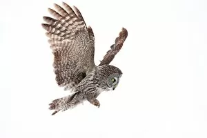 Images Dated 12th January 2013: Great Grey Owl Plunge