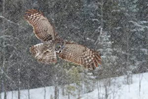 Great Grey owl in snowfall