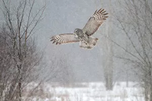 Images Dated 28th January 2013: Great grey owl soaring