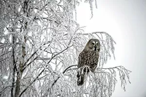 Images Dated 26th January 2013: Great Grey Owl -Strix nebulosa-, Oulu, Finland