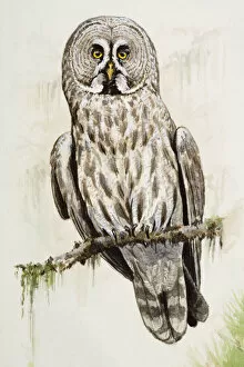 Images Dated 25th June 2007: Great grey owl (Strix nebulosa), perching on a branch, front view