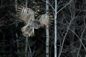 Great grey owl swoops down