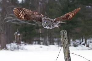 Great grey owl takes flight