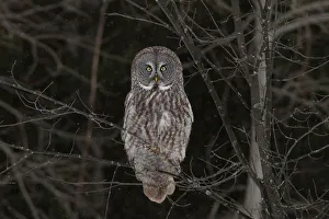 Images Dated 28th January 2013: Great Grey owl in tree