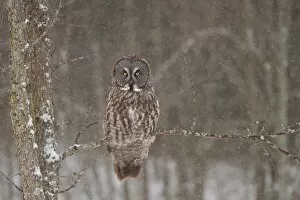 Images Dated 2nd February 2013: Great Grey Owl Waits