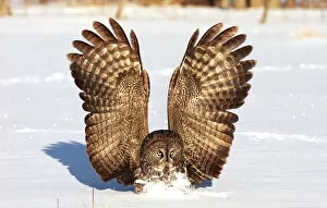 Images Dated 12th January 2016: Great Grey Owl in winter