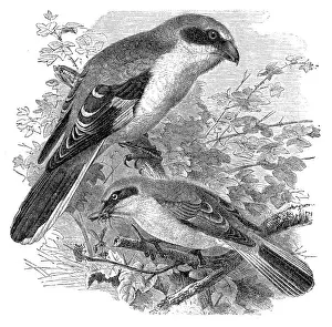 Great grey shrike, Lanius excubitor and red-backed shrike, Lanius collurio