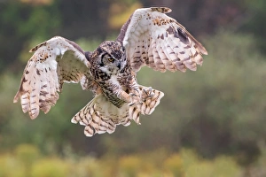 Images Dated 5th October 2013: Great-horned Owl