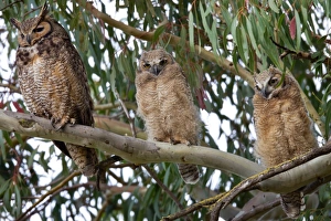 Images Dated 22nd May 2011: Great-horned Owl