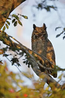 Images Dated 26th November 2018: Great Horned Owl (Bubo virginianus)