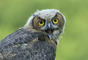 Images Dated 26th July 2014: Great horned owl -Bubo virginianus-, young bird, captive, Germany