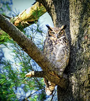 Images Dated 18th April 2019: Great Horned Owl Comfortably Perched in Tree and Looking at Camera
