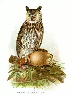 Diseases of Poultry by Leonard Pearson Collection: great horned owl lithograph 1897