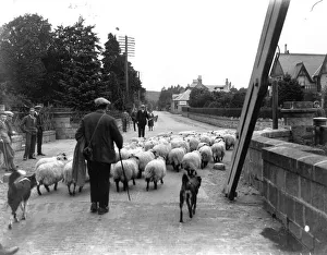 Historical Central Press Art Prints Gallery: Great Lamb Trek