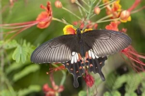 Images Dated 16th November 2011: Great mormon -Papilio memnon-, tropical butterfly, Phuket, Thailand, Southeast Asia, Asia
