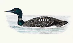 Images Dated 10th June 2016: Great Northern Loon