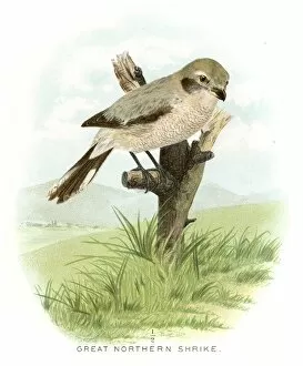 Images Dated 20th April 2017: Great northern shrike lithograph 1897