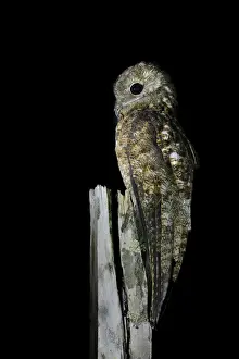 Great Potoo