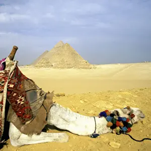 Animal Harness Prints: Great Pyramids of Giza and resting Camel, Egypt