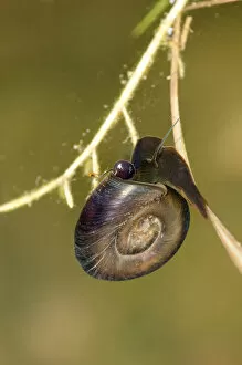 Images Dated 25th June 2011: Great Ramshorn Snail -Planorbarius corneus-, with a tube-like organ visible on the left side of the head