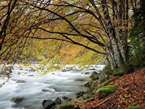 Pyrenees Prints: Great river of mountain crossing a forest of beeches in autumn