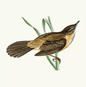 Songbird Gallery: Great sedge warbler