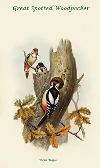 Beaks Prints: Great Spotted Woodpecker