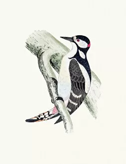 Woodpecker Gallery: Great spotted woodpecker bird