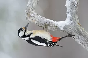 Images Dated 28th February 2013: Great Spotted Woodpecker -Dendrocopos major- clinging to a pine branch, Oulanka National Park