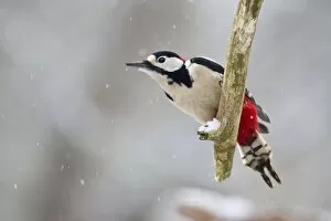 Images Dated 15th February 2013: Great Spotted Woodpecker -Dendrocopos major- on a branch, North Hesse, Hesse, Germany