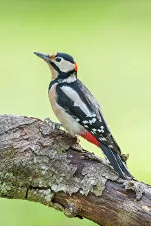 Piciformes Gallery: Great Spotted Woodpecker -Dendrocopos major-, Tyrol, Austria