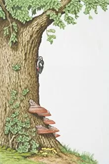 Tree Dwelling Collection: Great Spotted Woodpecker (Dendrocopos major) clinging to side of oak tree trunk overgrown with