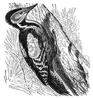 Dendrocopos Major Gallery: The great spotted woodpecker (Dendrocopos major)