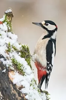Images Dated 30th December 2014: Great Spotted Woodpecker (Dendrocopos major), on snow-covered deadwood, Hesse, Germany