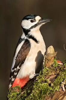 Images Dated 9th December 2014: Great Spotted Woodpecker (Dendrocopos major), Hesse, Germany
