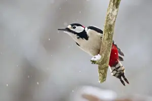 Picid Prints: Great Spotted Woodpecker -Dendrocopos major- on a branch, North Hesse, Hesse, Germany