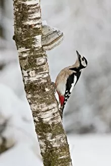 Images Dated 27th December 2010: Great Spotted Woodpecker -Dendrocopos major- on a tree with tree mushrooms, near Lake Federsee