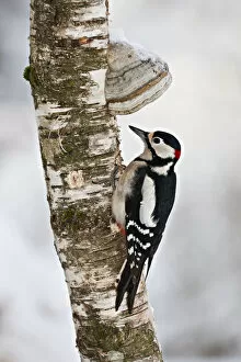 Great Spotted Woodpecker -Dendrocopos major- on a tree with tree mushrooms, near Lake Federsee, Baden-Wuerttemberg