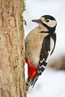 Images Dated 23rd February 2013: Great Spotted Woodpecker -Dendrocopos major- on a tree stump, North Hesse, Hesse, Germany