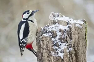 Piciformes Gallery: Great Spotted Woodpecker -Dendrocopos major- on a tree stump, North Hesse, Hesse, Germany