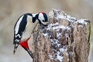 Great Spotted Woodpecker -Dendrocopos major- on a tree stump, North Hesse, Hesse, Germany