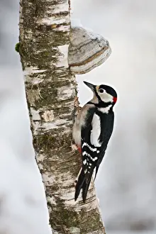 Picid Prints: Great Spotted Woodpecker -Dendrocopos major- on a tree with tree mushrooms